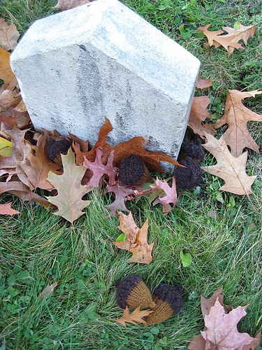 le gland du chêne [acorn] photo 3