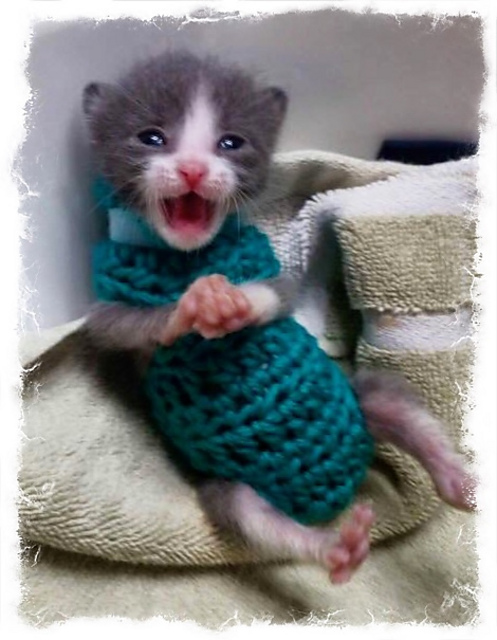 Ravelry: Orphan Kitten Sweater pattern 