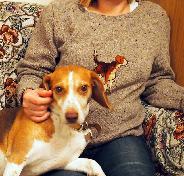 Ravelry foamofdays' Beagle Jumper
