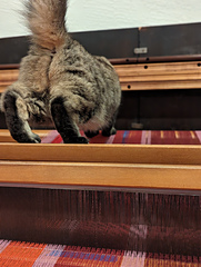 warp inspector rosie is on the job