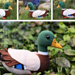 Mallard Duck pattern