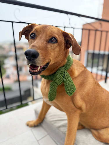 Lucky Charm Dog Scarf photo 2