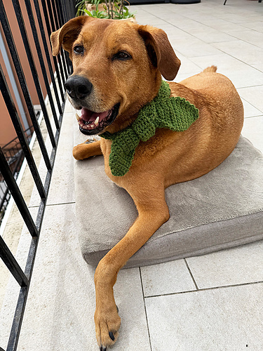 Lucky Charm Dog Scarf photo 3
