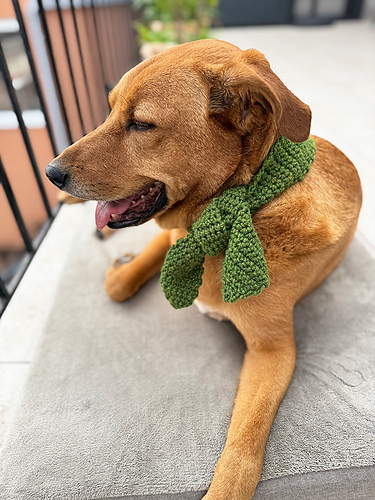 Lucky Charm Dog Scarf photo 6