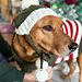 Bobble Dog Hat With Ear Holes photo 4
