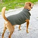 Dog Sweater pattern 