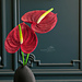 Anthurium pattern