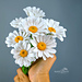 Easy Daisy pattern