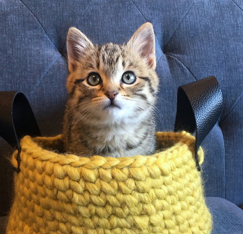What's in your Crochet Basket? photo 4