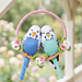 budgies pattern 