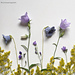 Blue bell flowers photo 3