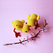 Little Lottie The Chick photo 4