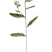Ox-Eye Daisy pattern 