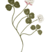 Clover pattern 