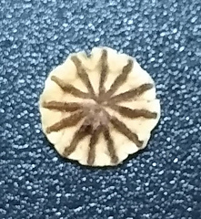 The top of a poppy-seed