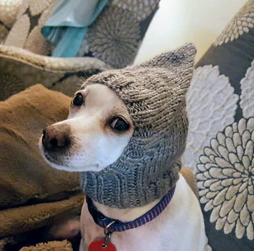 Pointy Dog Hat photo 1