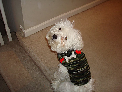 Hearts and Bones Dog Sweater photo 2
