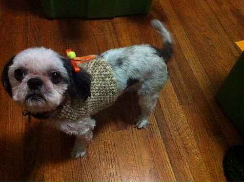 Dog or Cat Sweater photo 2
