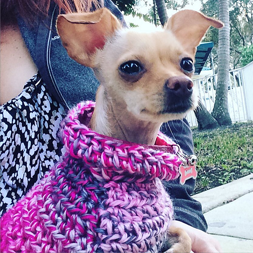 Ravelry The Poet Dog Sweater pattern by Lion Brand Yarn