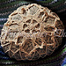 El Capitan Snowflake photo 4