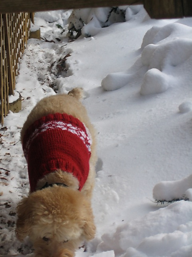 Snowflake Dog Sweater photo 3