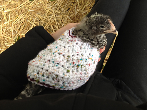 Chicken Cozy photo 1