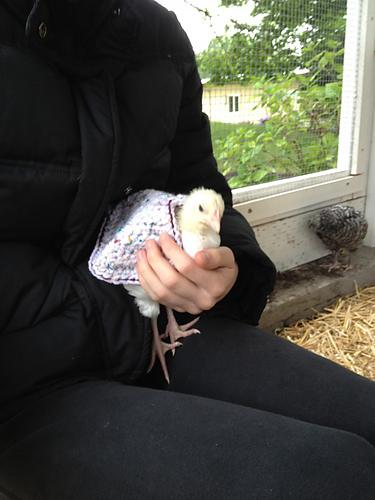 Chicken Cozy photo 2