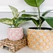 Honeycomb Plant Basket pattern 
