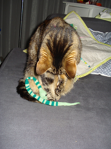 Sweet Little Snake photo 6