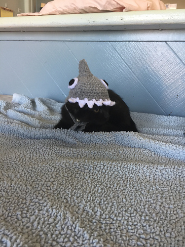 Shark Beanie for a Kitten photo 5