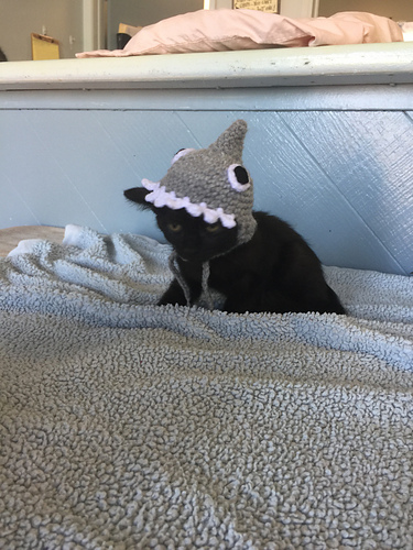 Shark Beanie for a Kitten photo 4