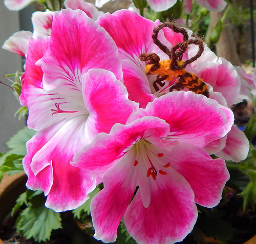 Little Bee photo 4