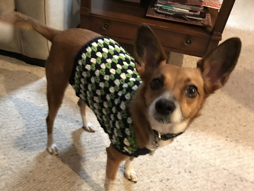 Well Dressed Dog Coat photo 7