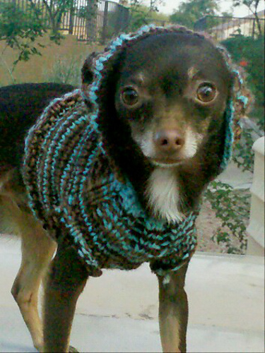 Chihuahua Hoodie photo 4