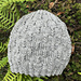Alveløvlue pattern