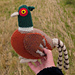 Angus the Pheasant pattern 