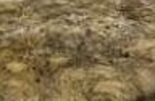 baby saber tooth tiger fur, actual 