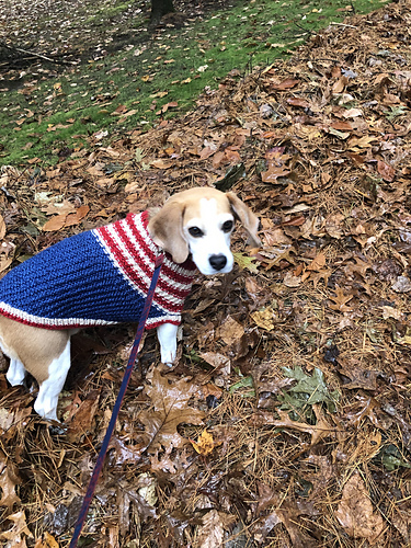 The Patriot Dog Sweater photo 2
