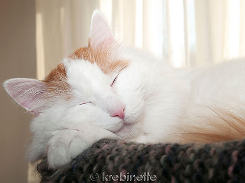 Kitteh Cat Blanket