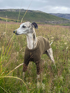 Móri is wearing size M, test knitted by Sigrún Eir Axelsdóttir in Drops Alaska.