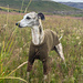 Snúra – Dog Sweater pattern