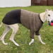 Snúra – Dog Sweater pattern 