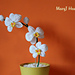Orchid photo 3