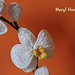 Orchid photo 4