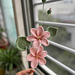Flower: Tung Oil Flower pattern 