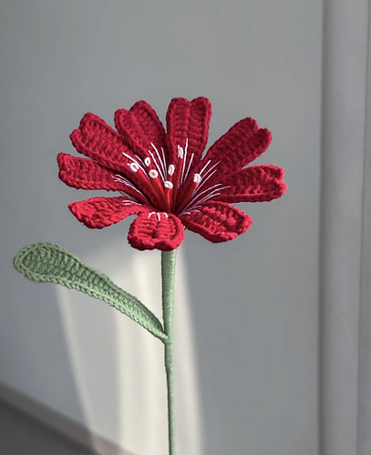 Flower: Lewisia