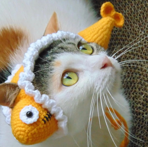 Cat hat: Tuna