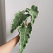Leaf: Alocasia pattern