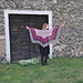 Walk With Me Shawl pattern 