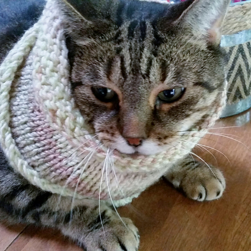 Basic Cowl photo 5